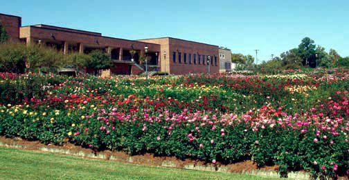 rose garden.jpg